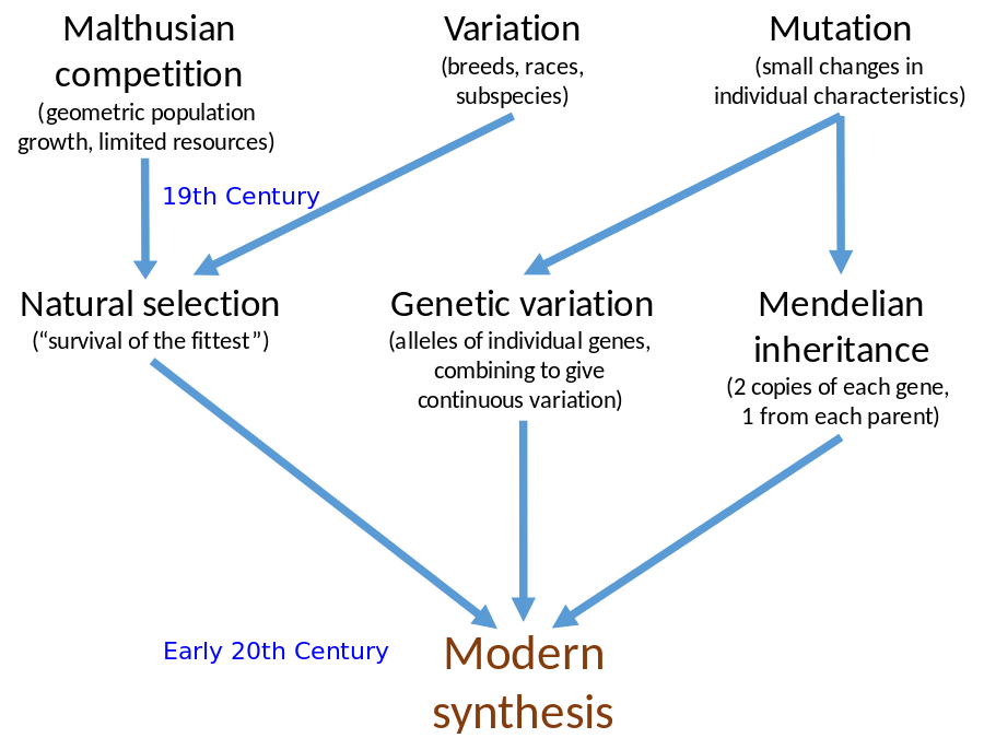 The Modern Synthesis combines the concepts of natural selection, genetic variation and Mendelian inheritance