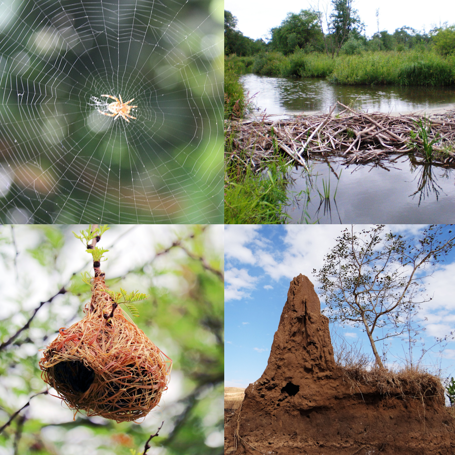 A spider's web is a classic example of an extended phenotypic trait
