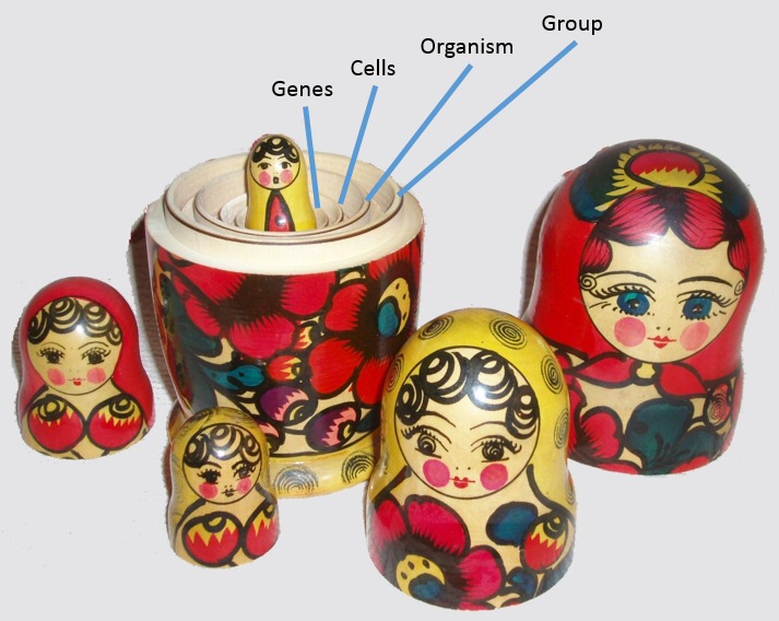 Russian Matryoshka (nesting) dolls are used to illustrate the 'nested' relationship between genes, cells, organisms and groups.